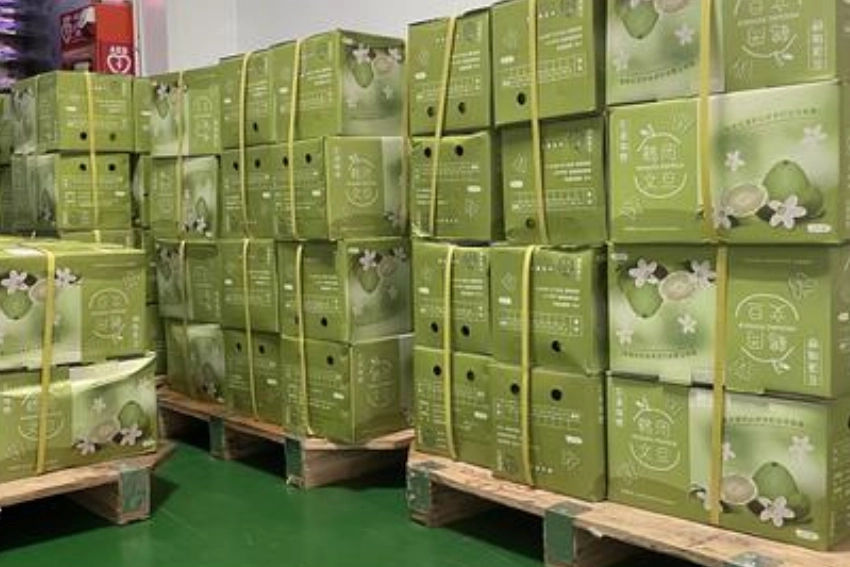 長華集團訂購252箱文旦 願月圓人團圓