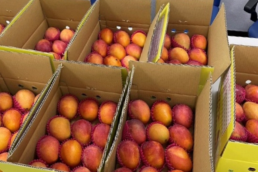 挺屏東枋山果農 長華集團訂購280箱愛文芒果